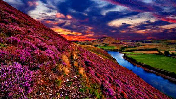 valley of flowers