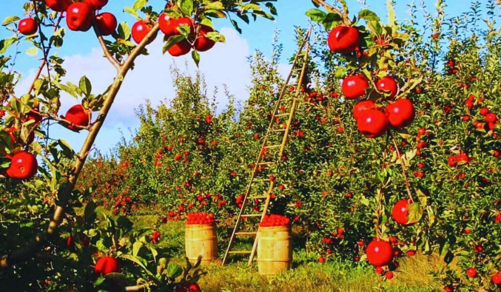 Apple orchads in Kalpa