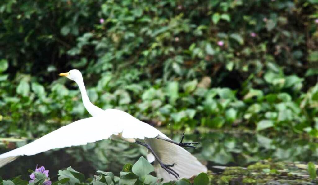 pakshipathalam bird sanctuary