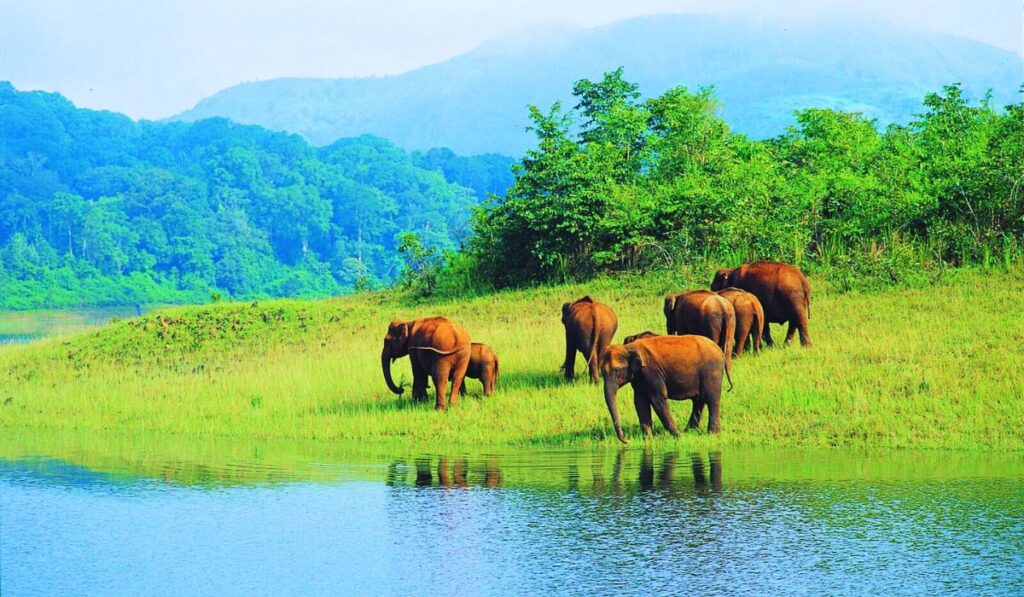 Thekkady (Best places in Kerala for honeymoon)