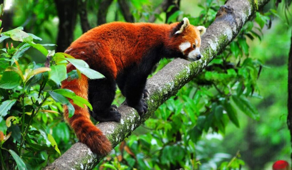 Padmada Naidu Himalayan Zoological National Park