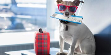 best airline to travel with pets