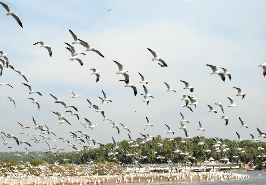 Kadalundi Bird Sanctuary as top tourist places in Kozhikode