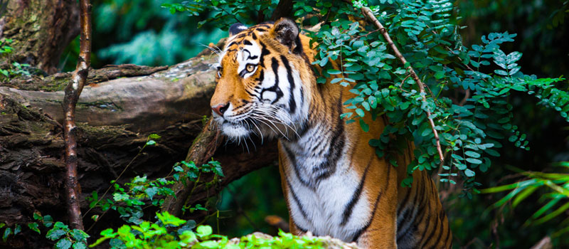 Satkosia Tiger reserve in Odisha